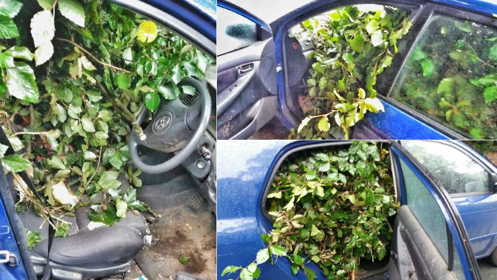 Car filled with foliage