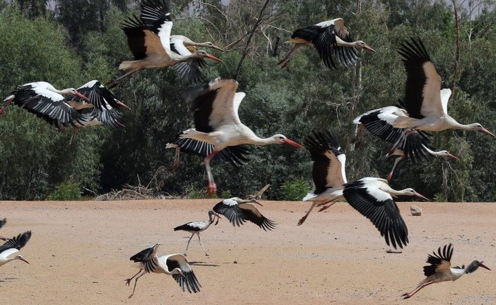White storks fly at a bird park at the Red Sea resort of Sharm el-Sheikh, Egypt, 25 September 2020