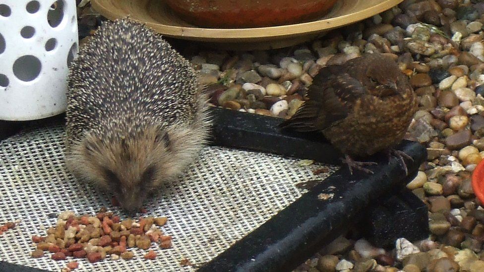 Ежик ест корм для домашних животных в городском саду