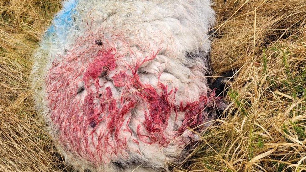 Injured sheep