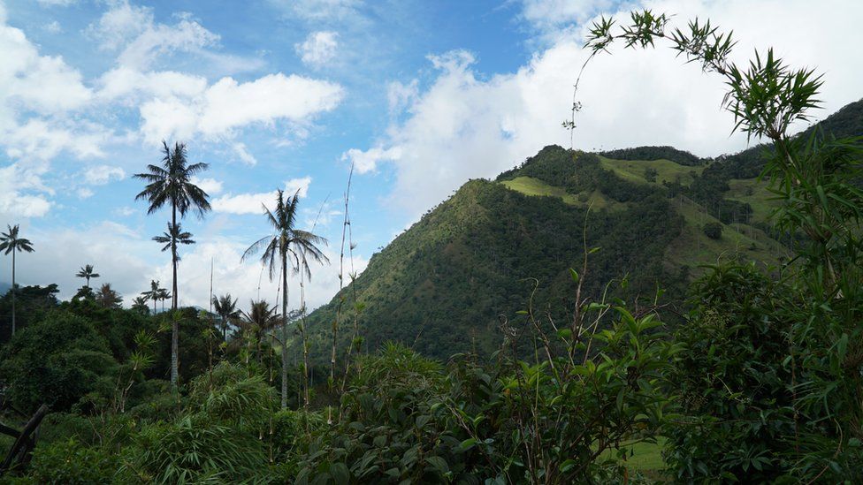 A view of the Corora valley and its Quindío Wax Palms