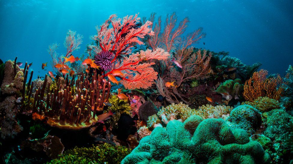 great-barrier-reef-coral