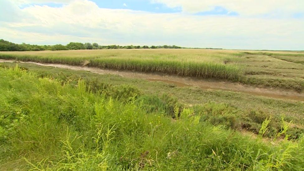 Reed beds, Titchwell Marshes