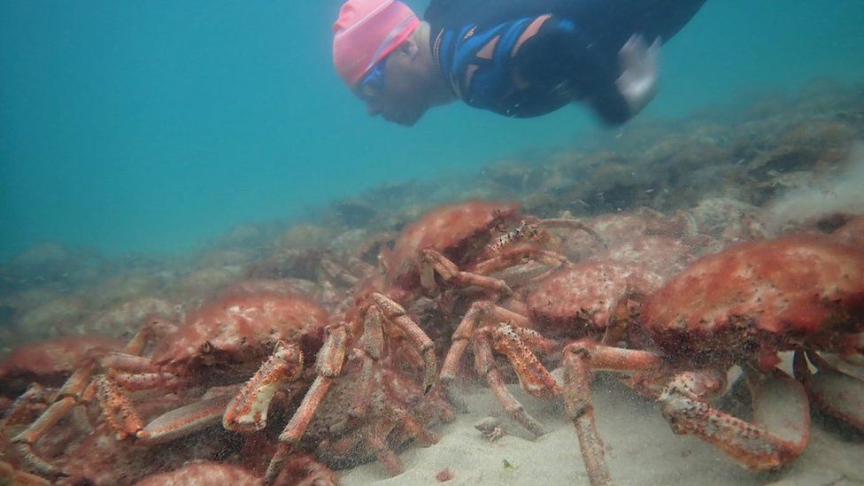 Snorkeler and spider crabs