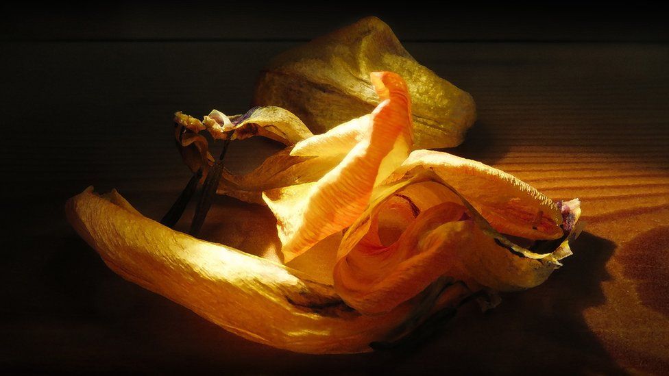 Dried daffodil blossoms on a wooden bench