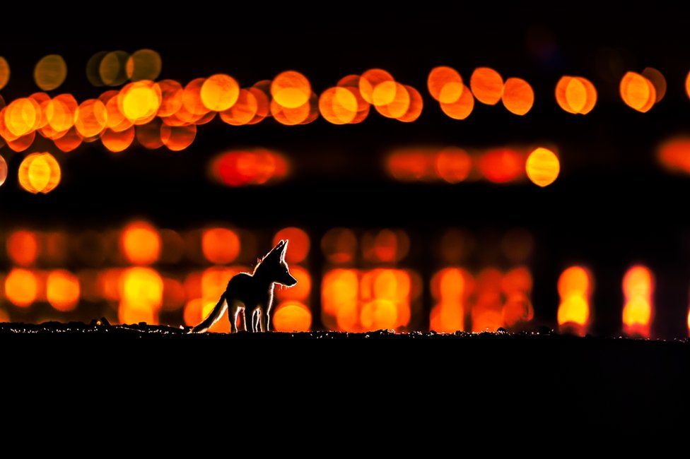 An Arabian red fox cub is silhouetted at night with city lights behind it