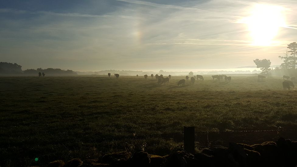 Cattle in a field