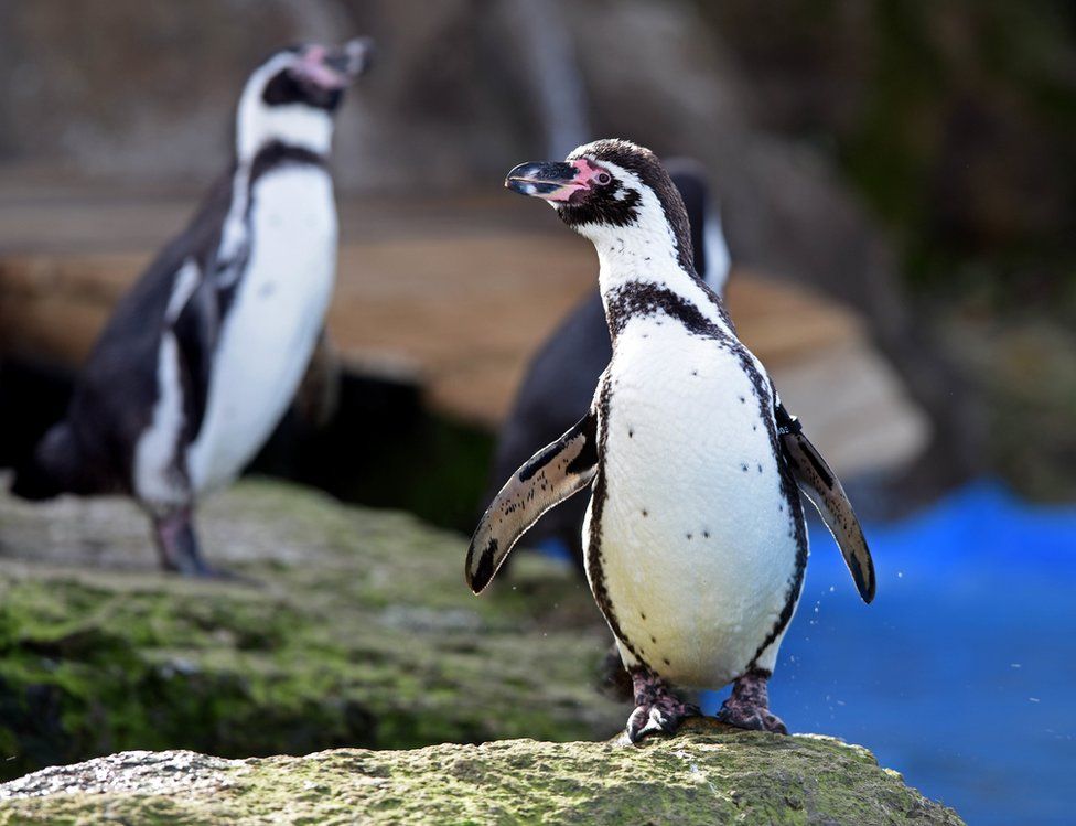 Humboldt penguins at Chessington World of Adventures