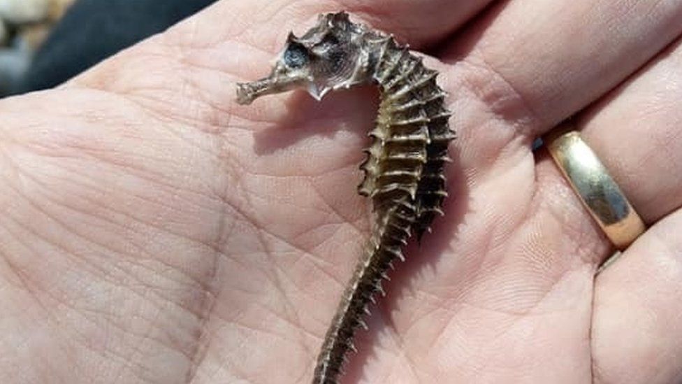 Seahorse found at Chesil Beach