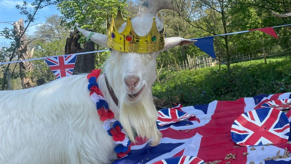 Goat in crown
