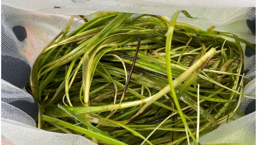 Harvested seagrass