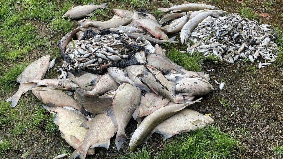 A pile of hundreds of dead fish on the grass