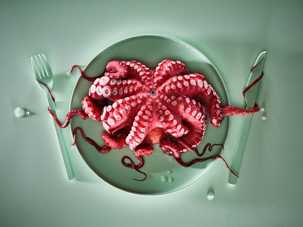 An octopus on plate
