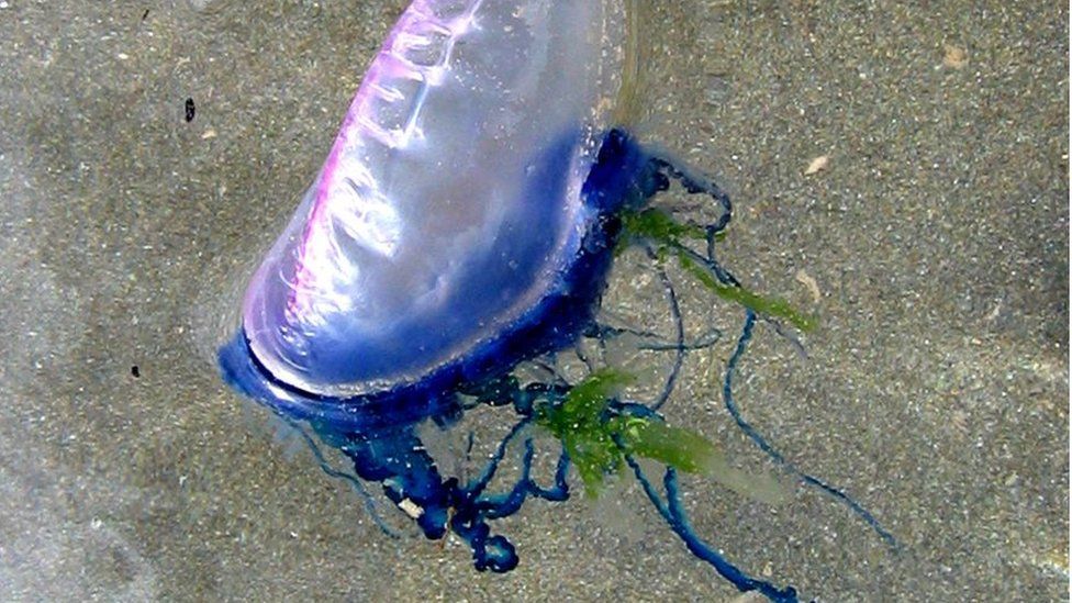 Portuguese Man of War