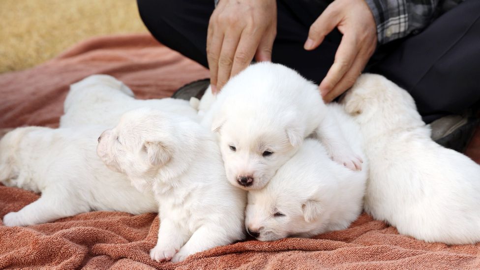 Puppies mothered by a 'peace dog' sent by Kim Jong-un