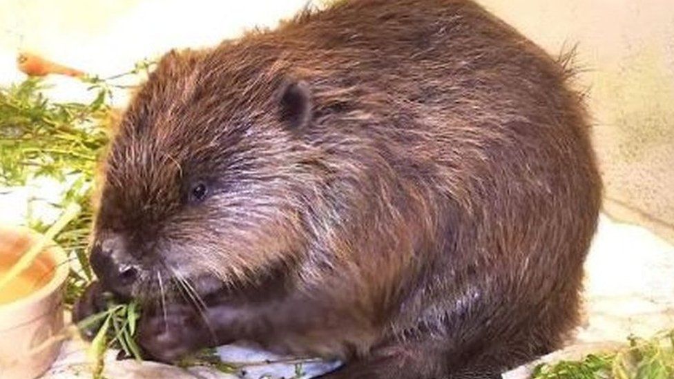 Beaver in recovery