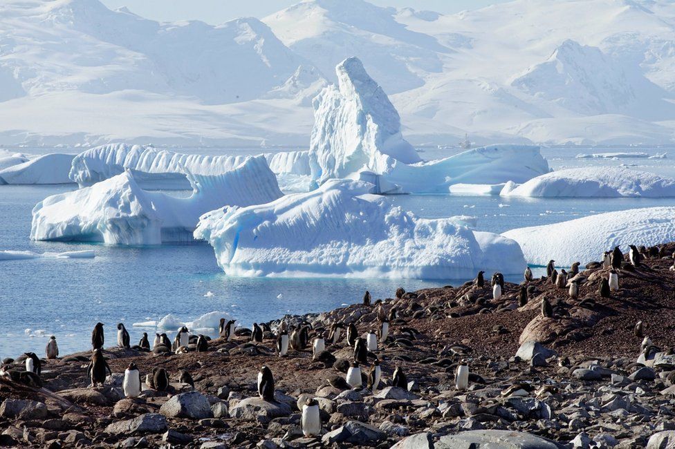 Пингвины на фоне ледников и айсбергов