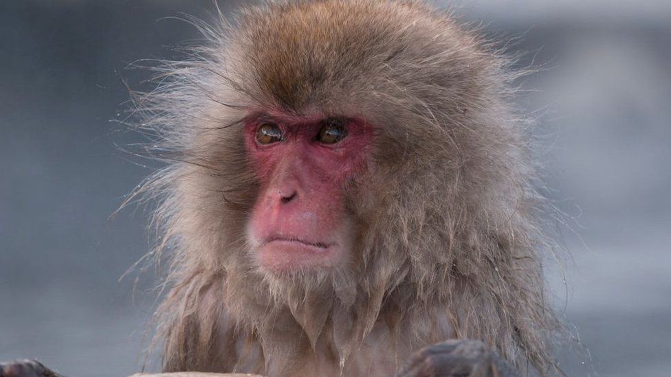 Japanese macaque or snow japanese monkey (Macaca fuscata), portrait, Japan