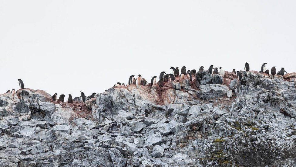 A colony of Adelie penguins on Jingle Island.