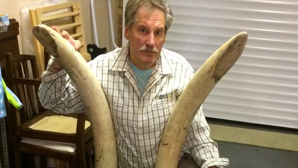 Ian Mason, Chatteris Museum, with ivory