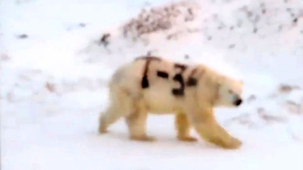 Footage of a polar bear with "T-34" painted on its fur was shared on social media in Russia