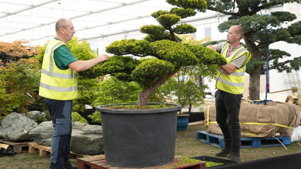 Two men pruning a display ahead of the Chelsea Flower Show