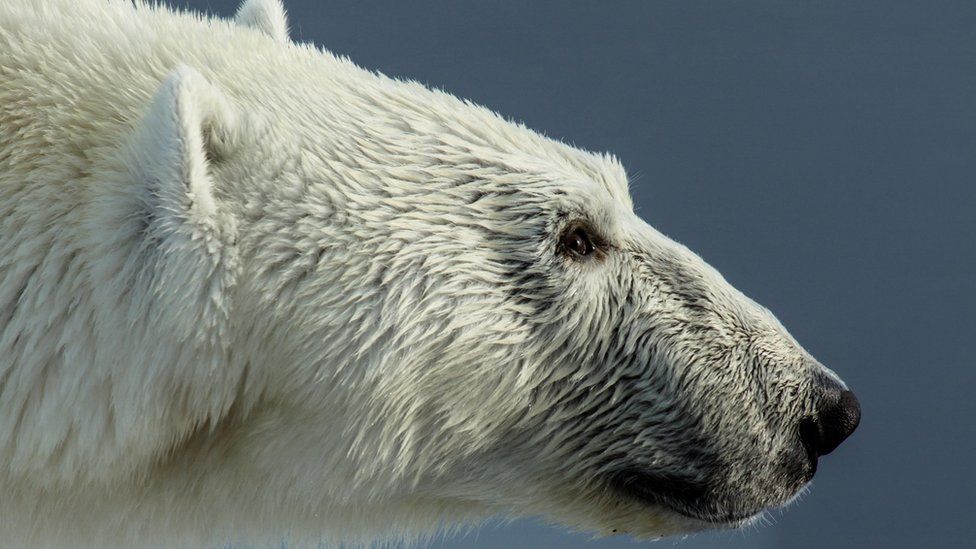 A polar bear faces open water at the start of summer.