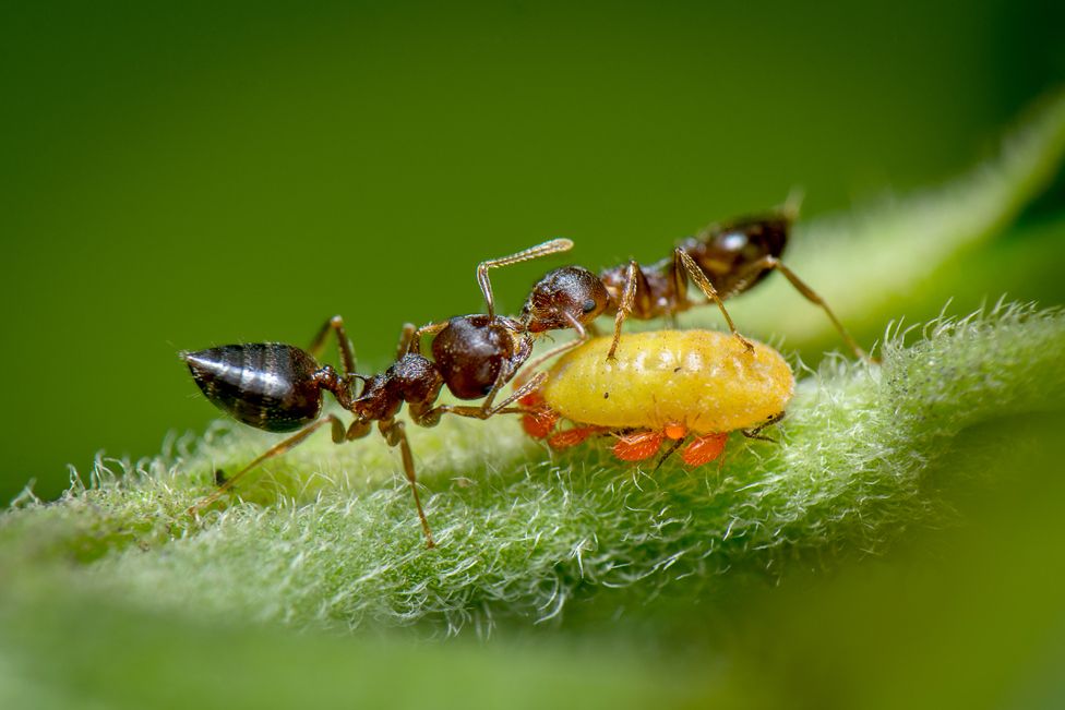 Ants feeding off honeydew excreted by a yellow aphid