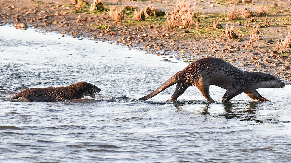 Otters at play on the Norfolk Wildlife Trust reserve at Cley Marsh