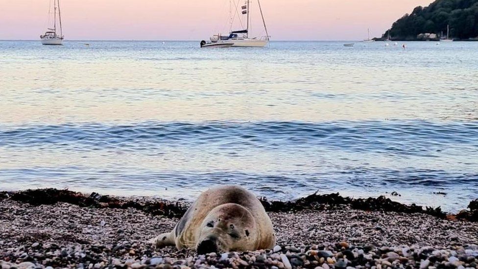 The seal resting on a beach