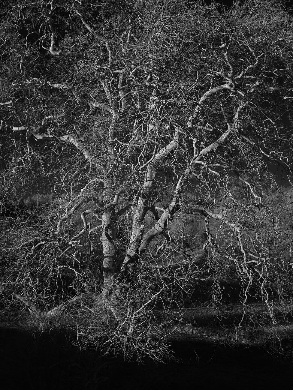 A detailed black and white image of a tree without leaves