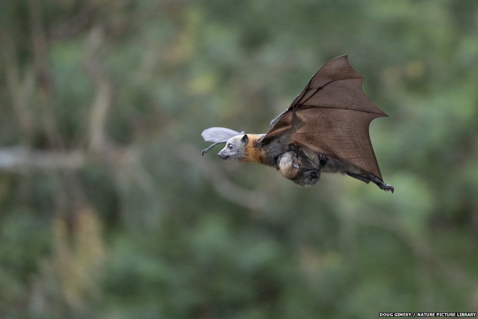 Grey-headed flying fox and young