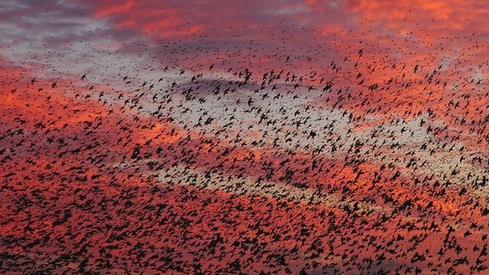 Starlings at sunset on Somerset Levels