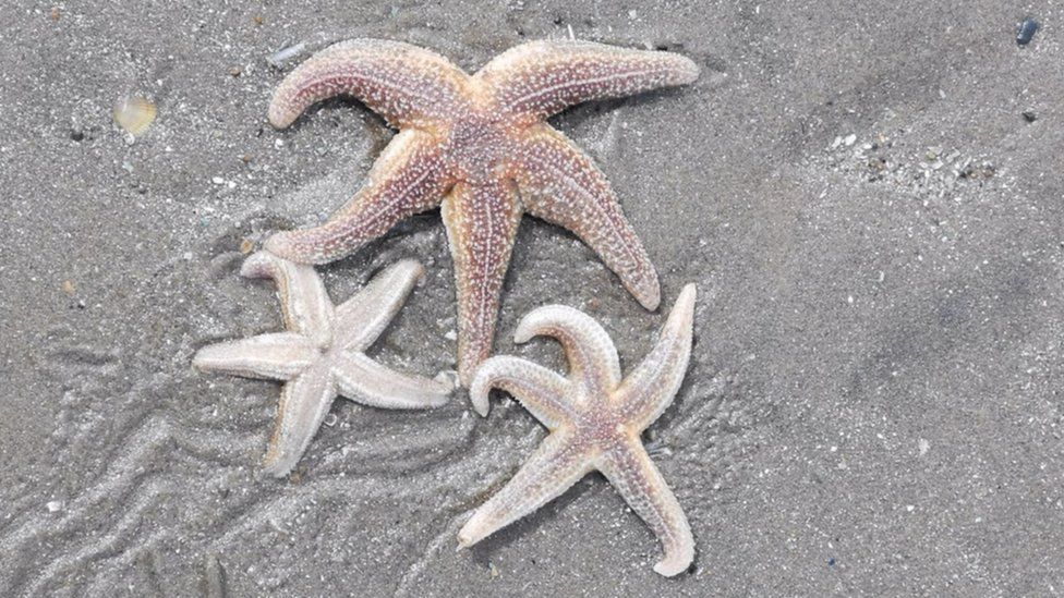 Three starfish