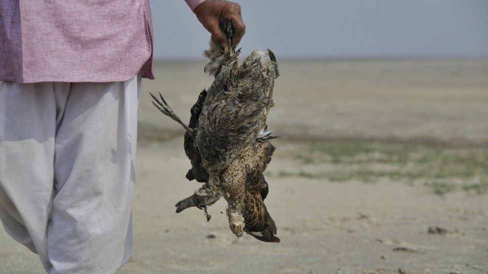 Rajasthan birds