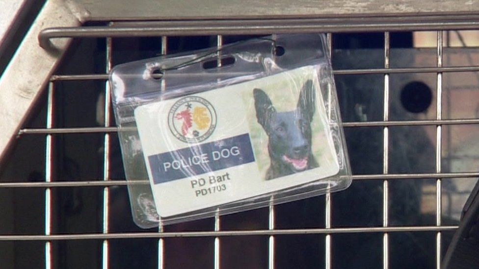 Cheshire Police dogs given ID cards and collar numbers - BBC News