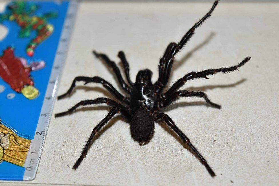 A picture of Big Boy, a 10cm funnel web found in Australia