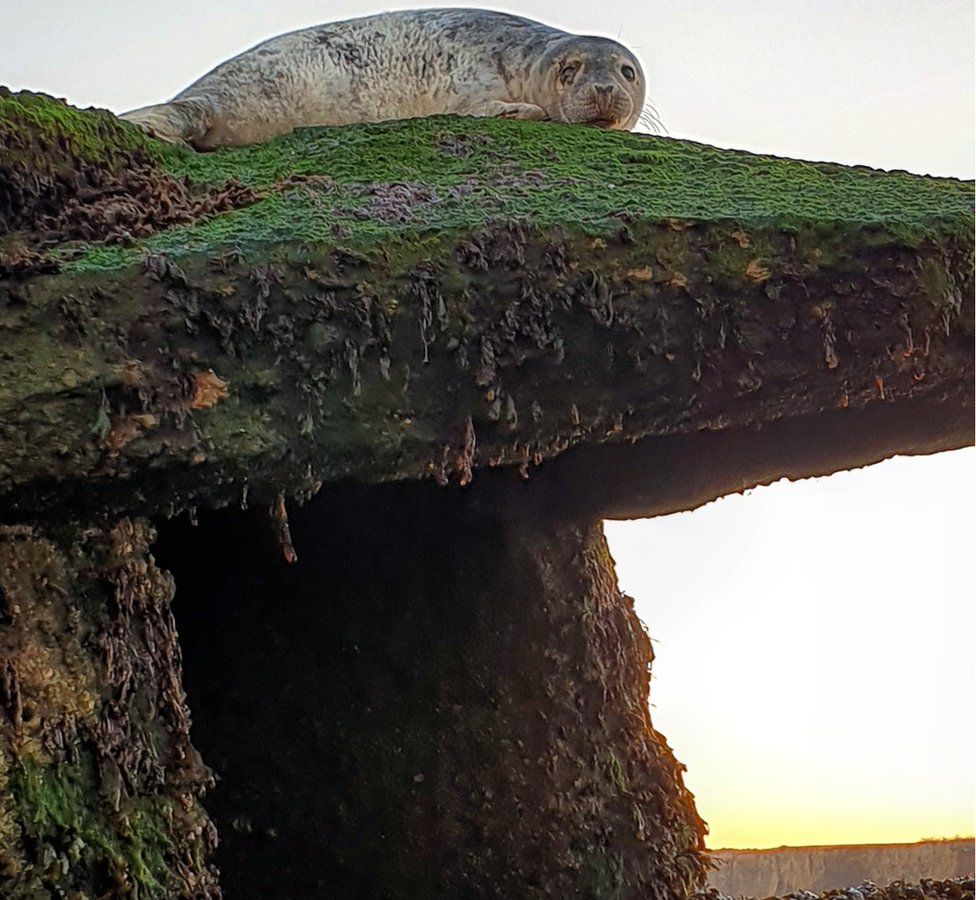 Seal atop a pillbox