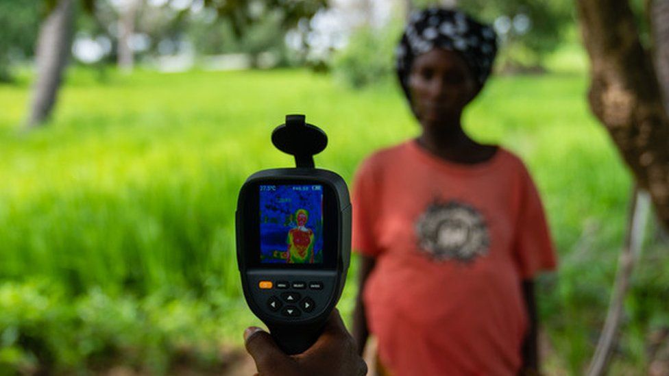 Pregnant woman working in The Gambia