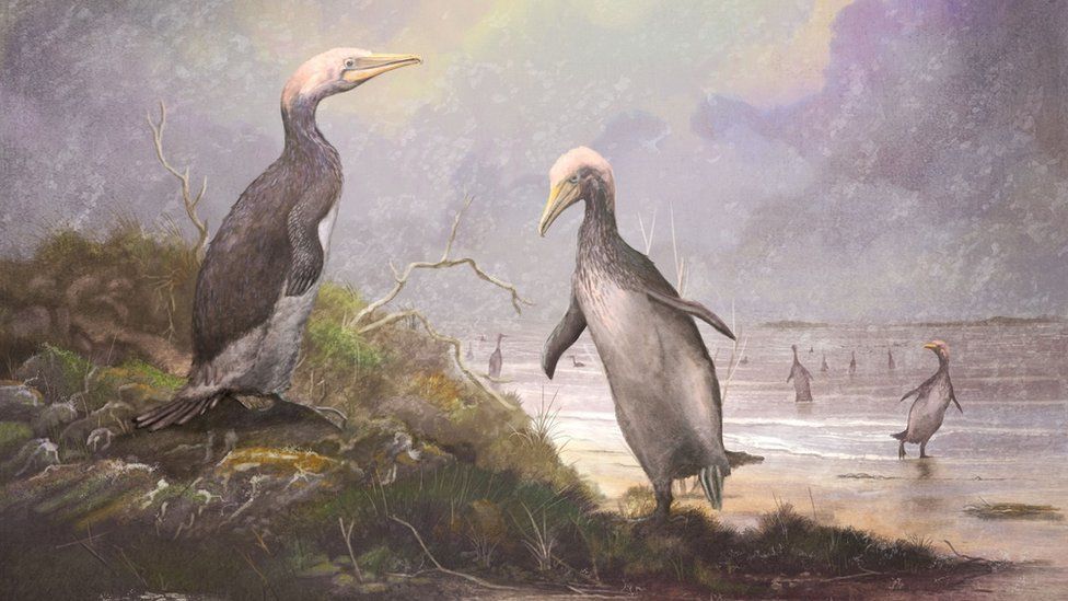 Huge penguin-like birds lived in several countries millions of years ago -  BBC Newsround