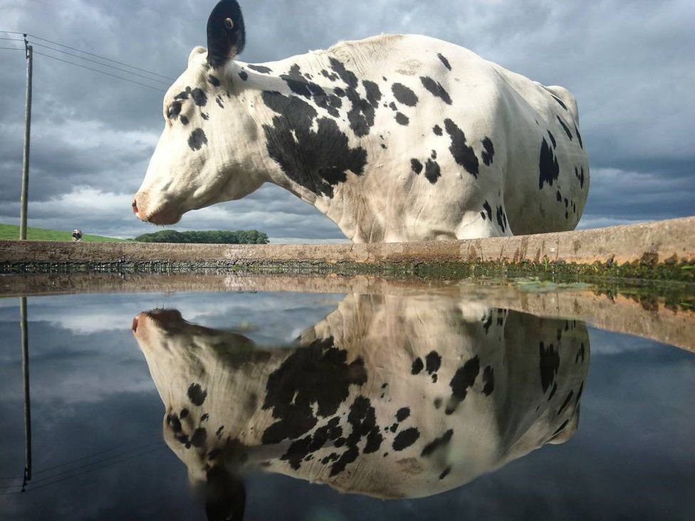 Cow reflected