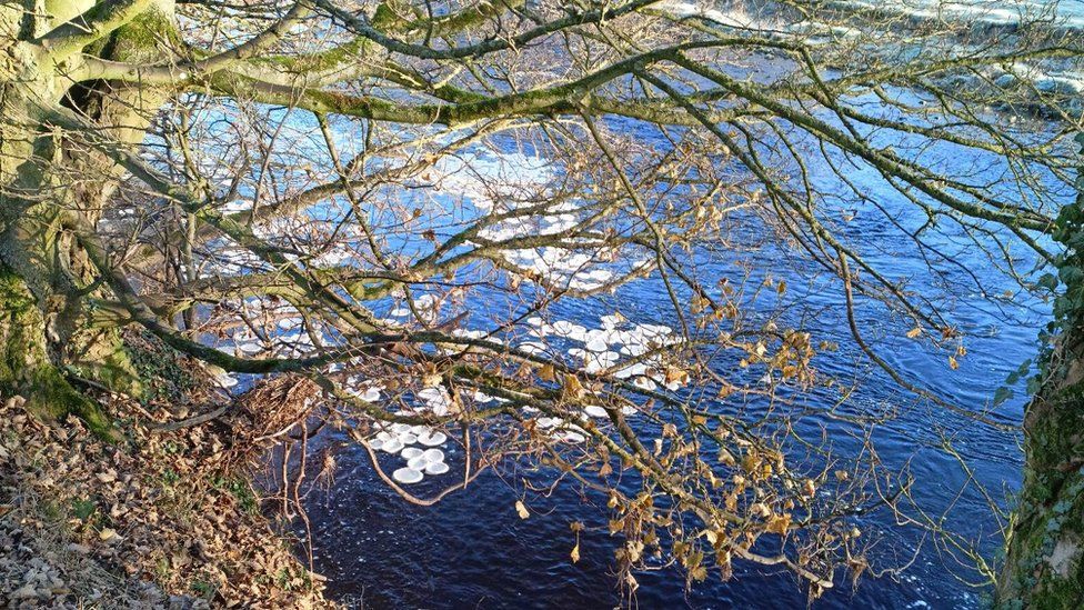 Ice pancakes on the river Wharfe in North Yorkshire