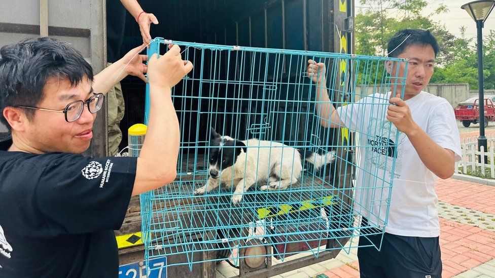 Dogs rescued from a slaughterhouse in China
