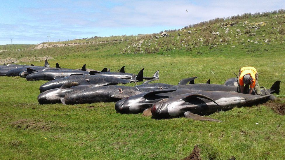 Dead pilot whales on a beach in Chatham Islands, New Zealand