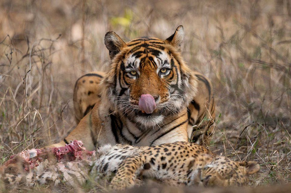 Тигр в национальном парке Рантхамбор, Раджастхан, Индия.