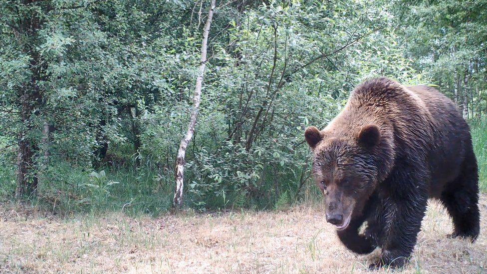 (Фото) Радиация и Чернобыль. Дикие животные в зоне отчуждения - Nokta