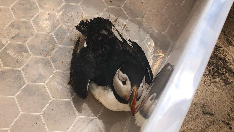 Puffin rescued by TVLB