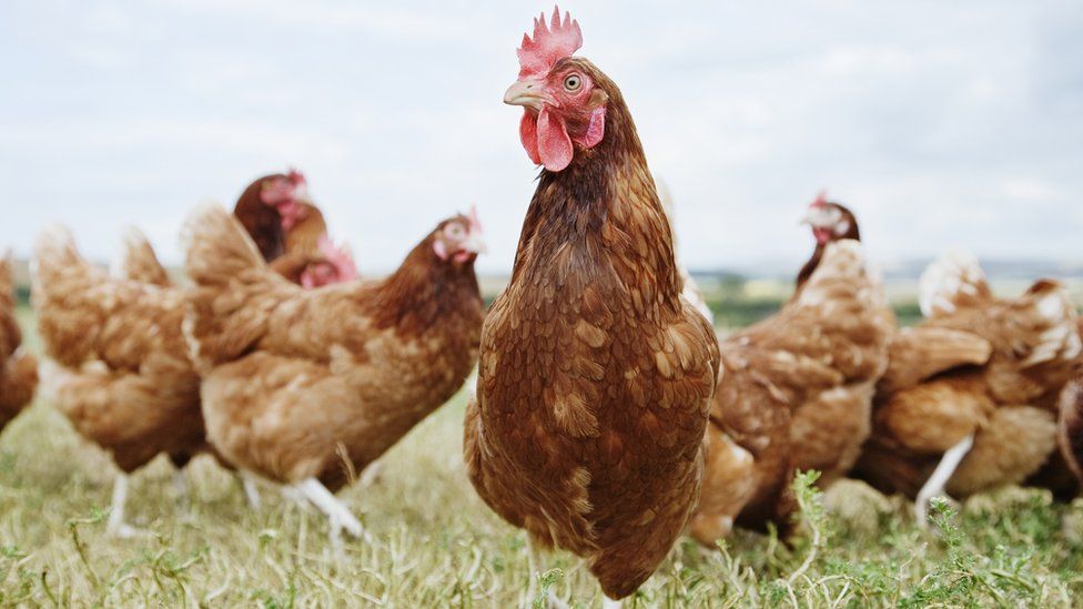 Chickens in a field