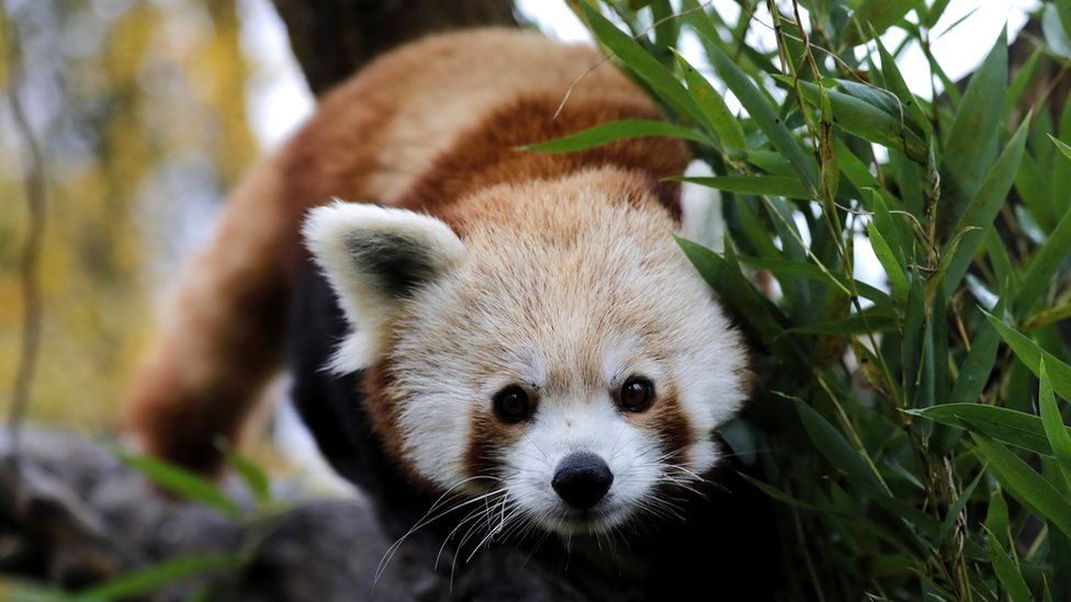 A red panda photographed at Zagreb zoo in Croatia