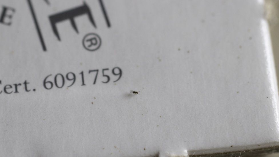 Tiny parasitic wasp to be deployed at Blickling Hall in Norfolk